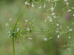 False baby's breath